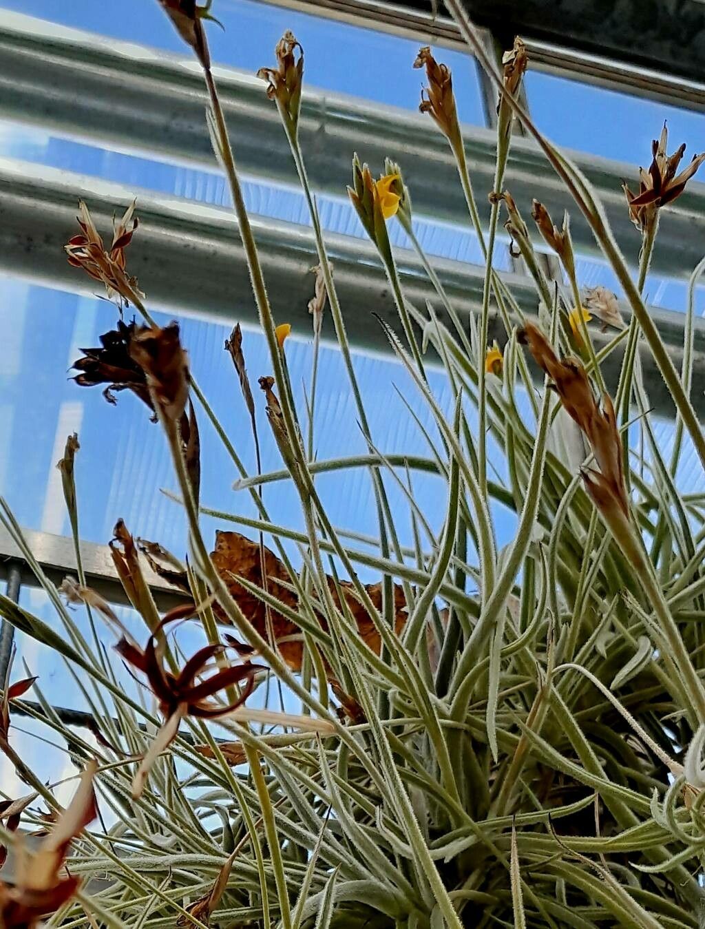 Tillandsia crocata flower