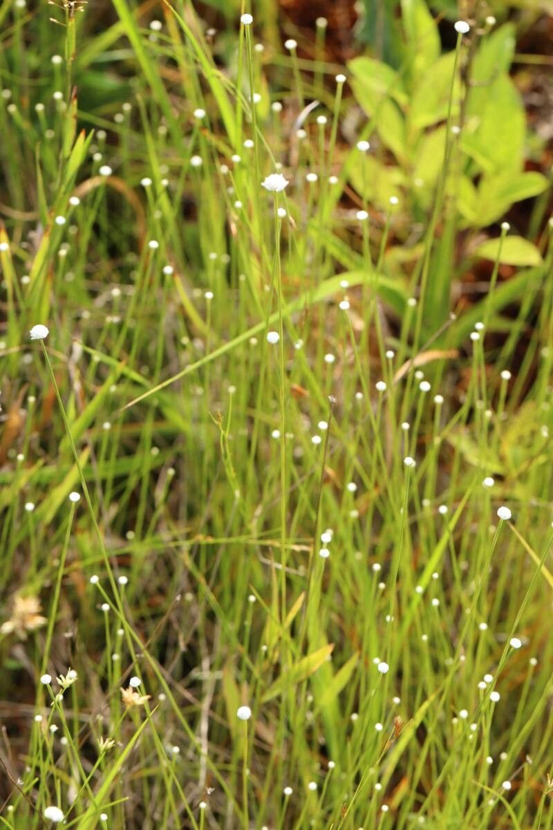 Eriocaulon nudicuspe flower