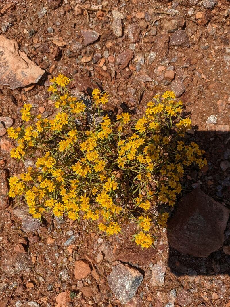 Pectis angustifolia — houseplant care guide