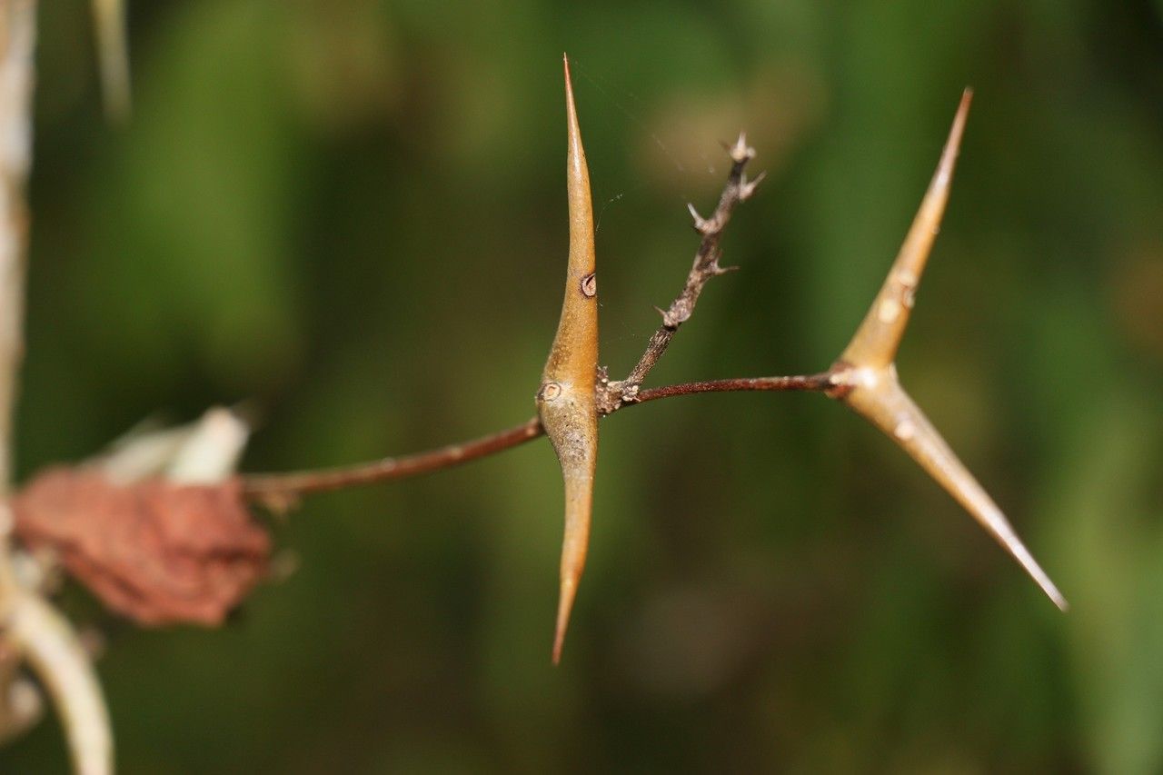Acacia cornigera bark