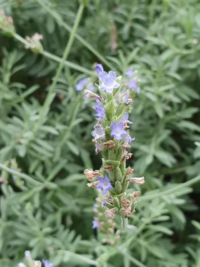 Lavandula spp. flower