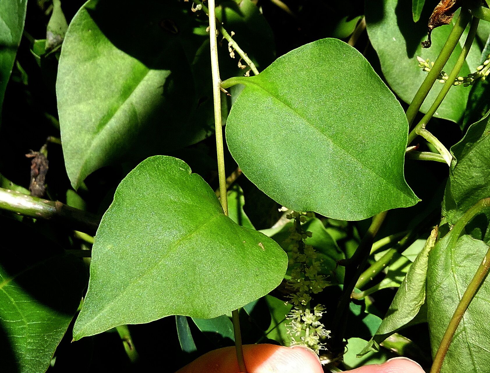 Anredera vesicaria — search result for 'Venezuela'