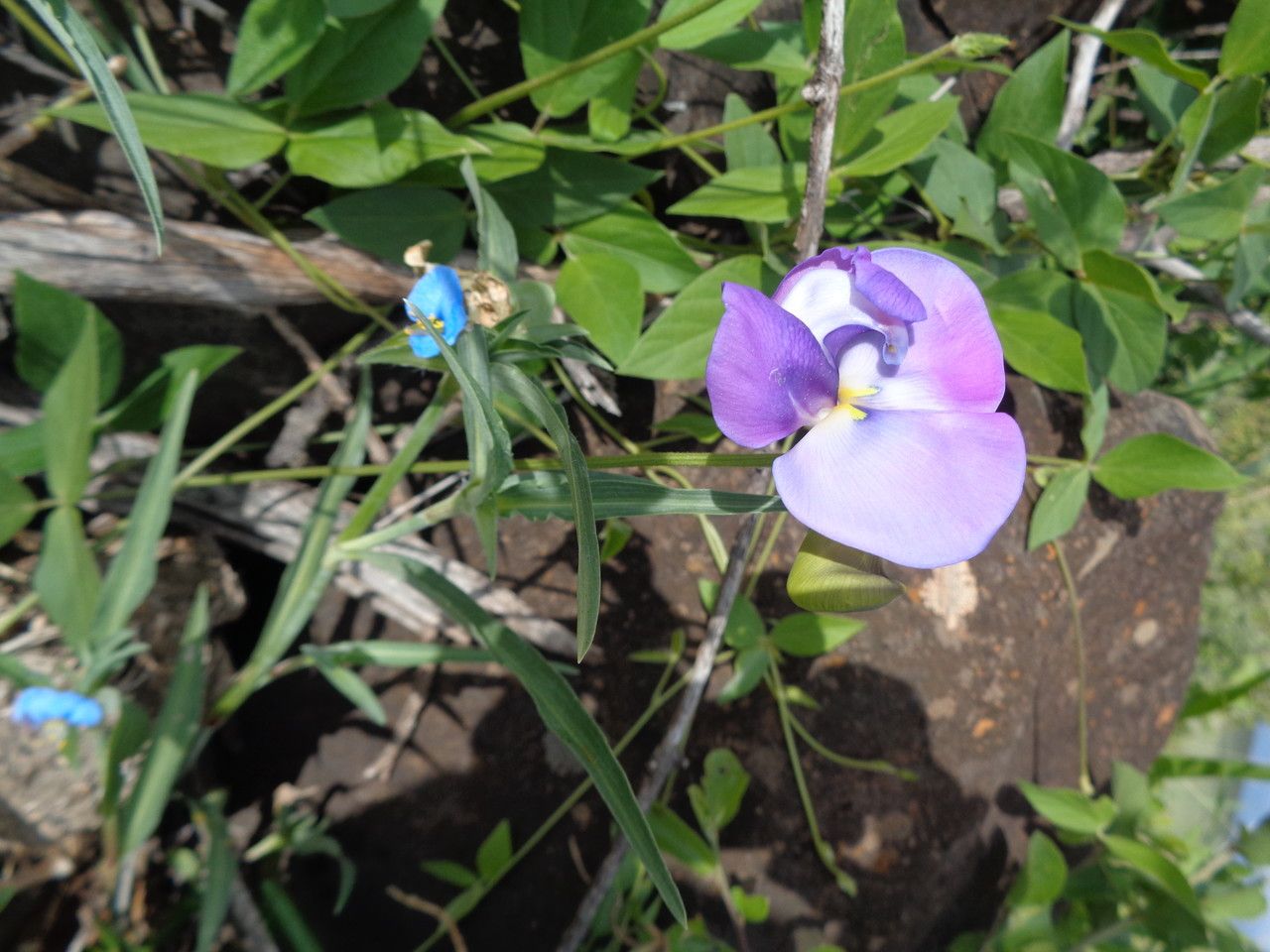 Vigna vexillata flower