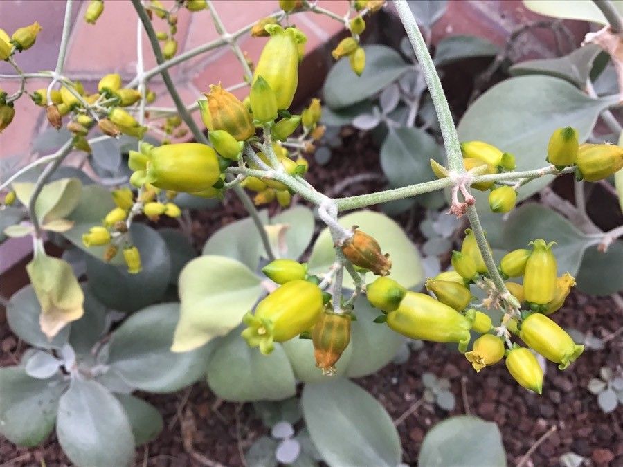 Kalanchoe orgyalis flower