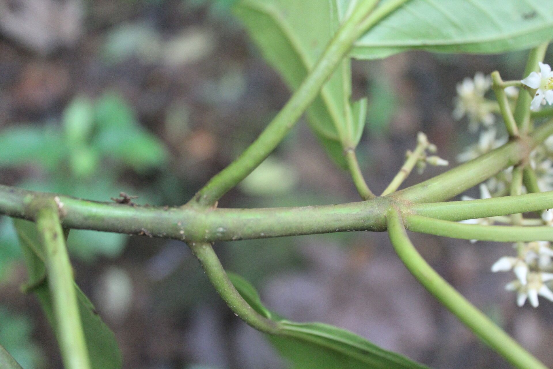Miconia nutans bark