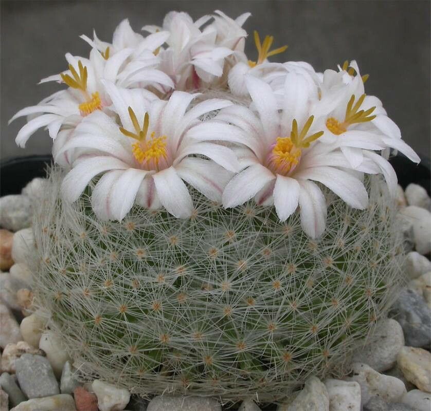 Mammillaria lenta flower