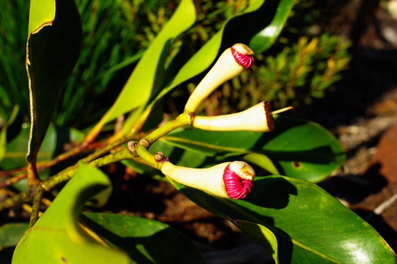 Syzygium nitens flower