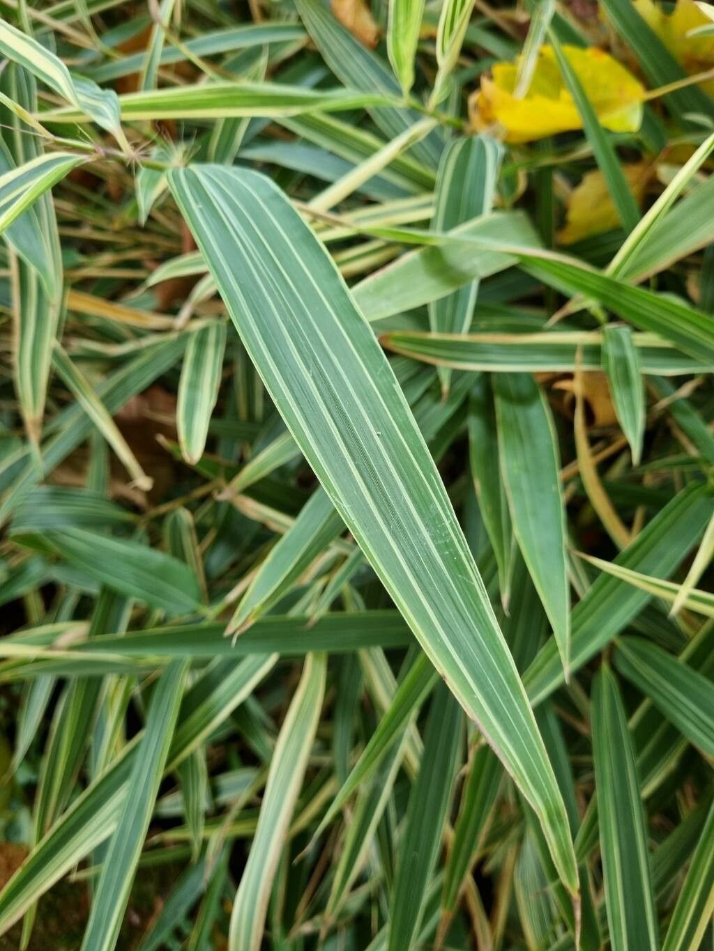 Sasaella masamuneana — search result for 'Bamboo'