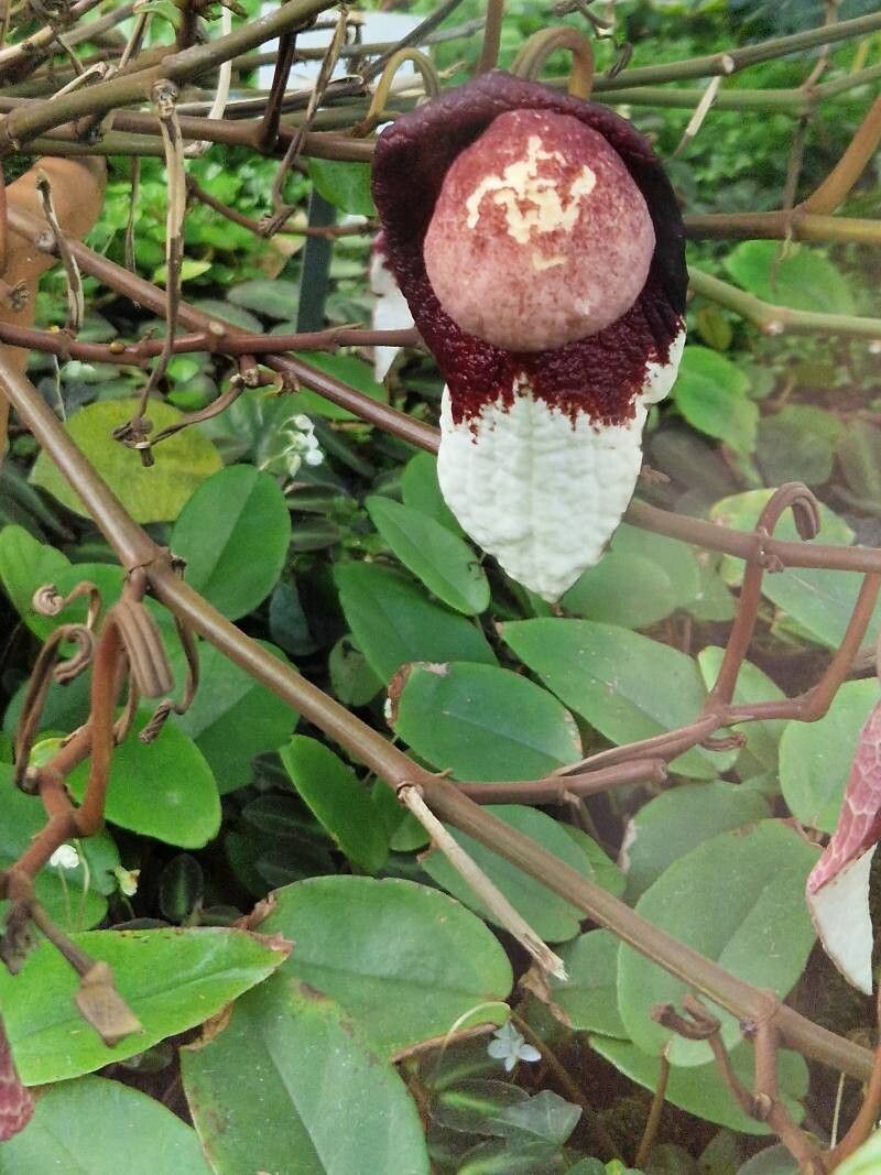 Paphiopedilum liemianum flower