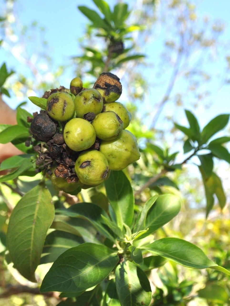Clerodendrum heterophyllum fruit