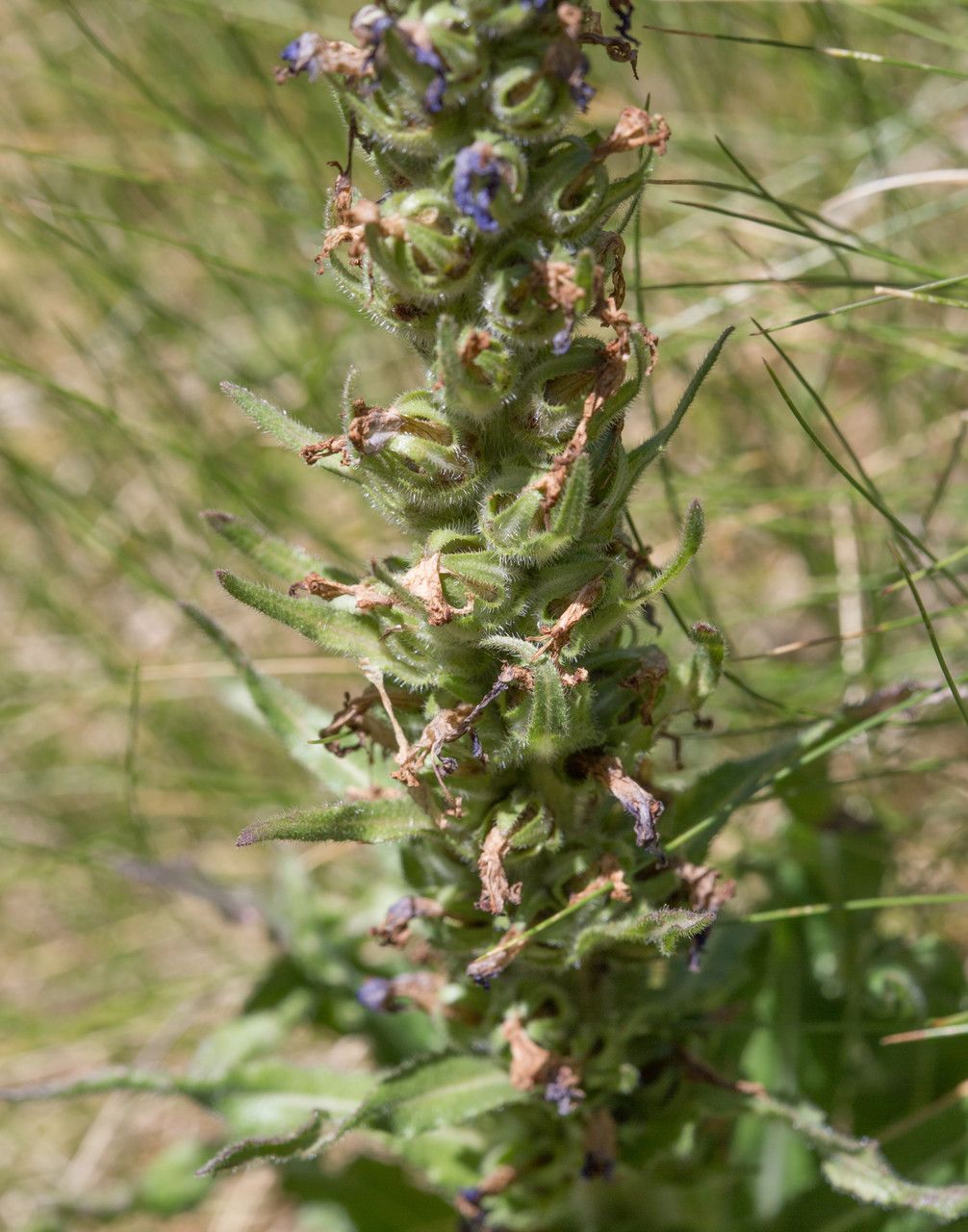 Campanula spicata fruit