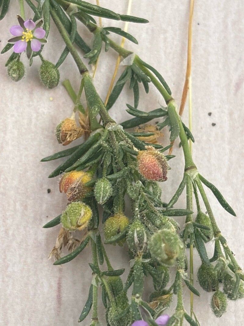 Spergularia capillacea fruit