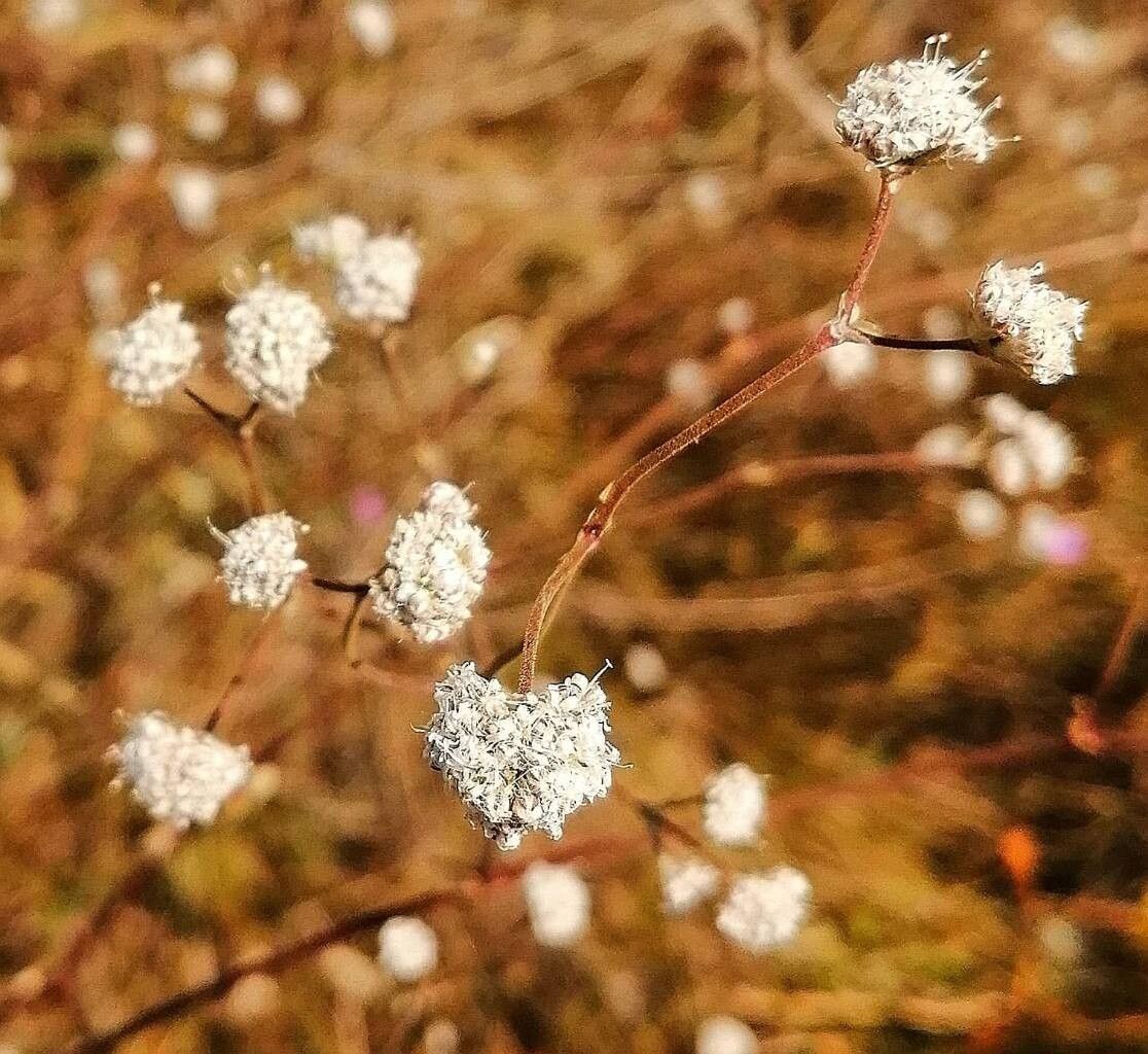 Gypsophila glomerata flower