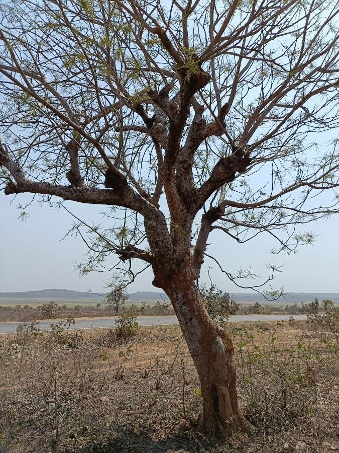 Lannea coromandelica habit