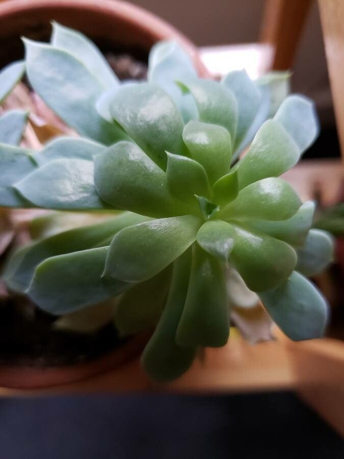 Graptopetalum macdougallii — search result for 'Graptopetalum'