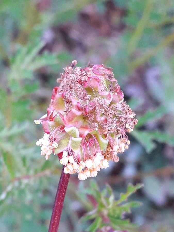 Poterium sanguisorba flower
