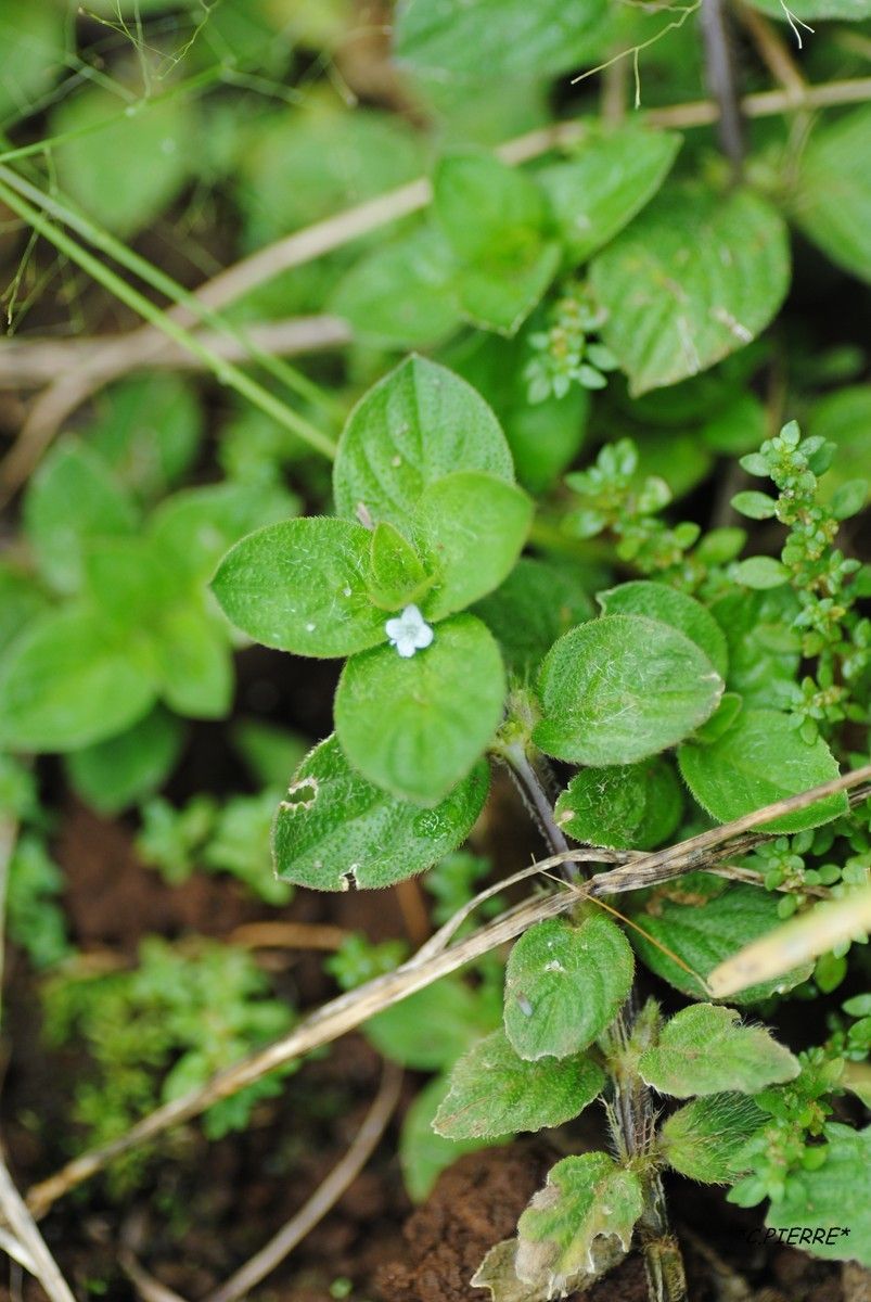 Spermacoce latifolia habit
