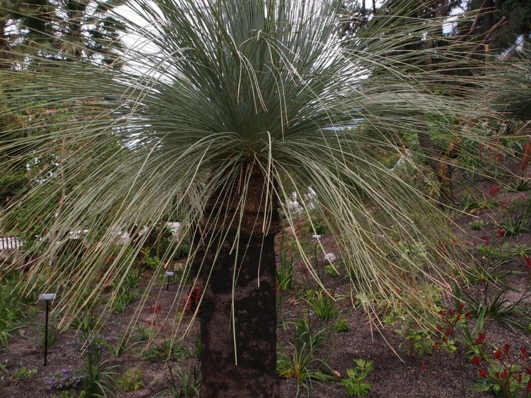 Xanthorrhoea johnsonii leaf