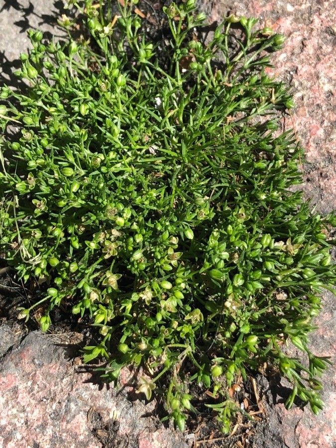 Moehringia muscosa — houseplant care guide