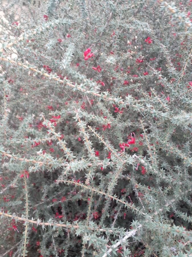 Grevillea asteriscosa flower