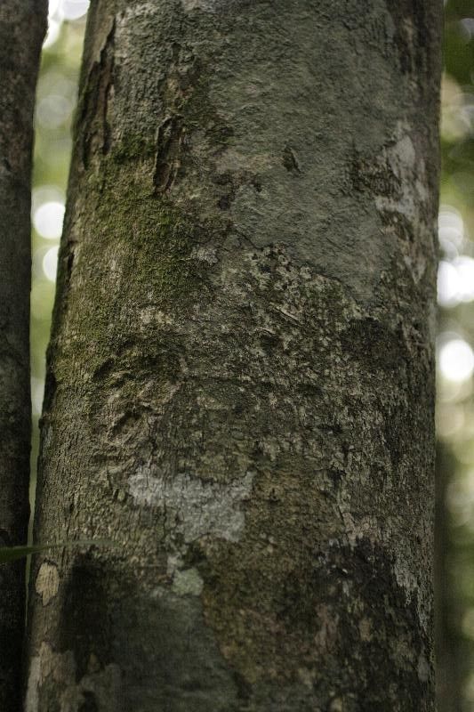 Licania laxiflora bark