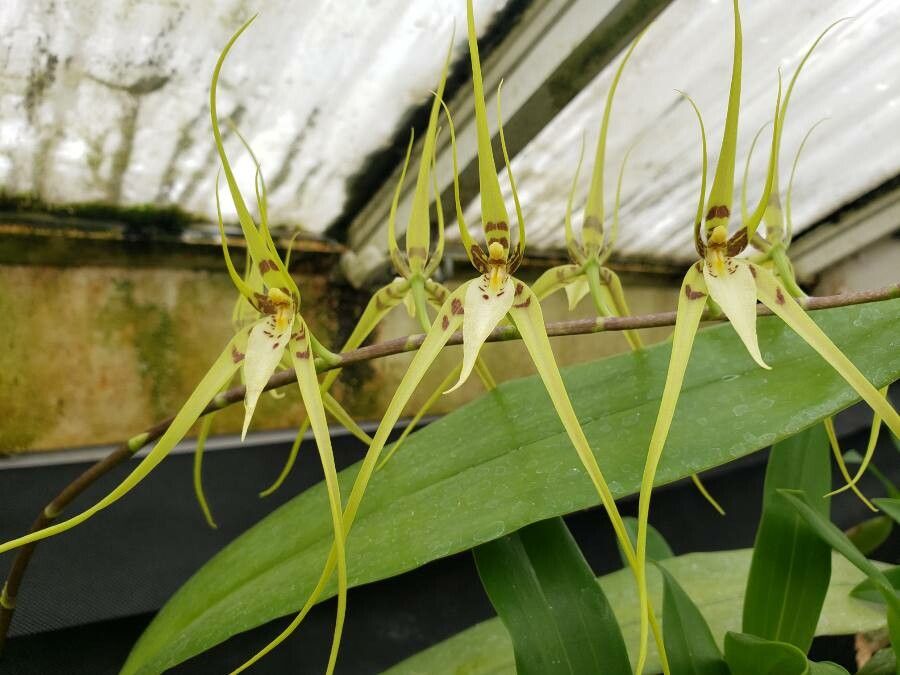 Brassia arcuigera flower