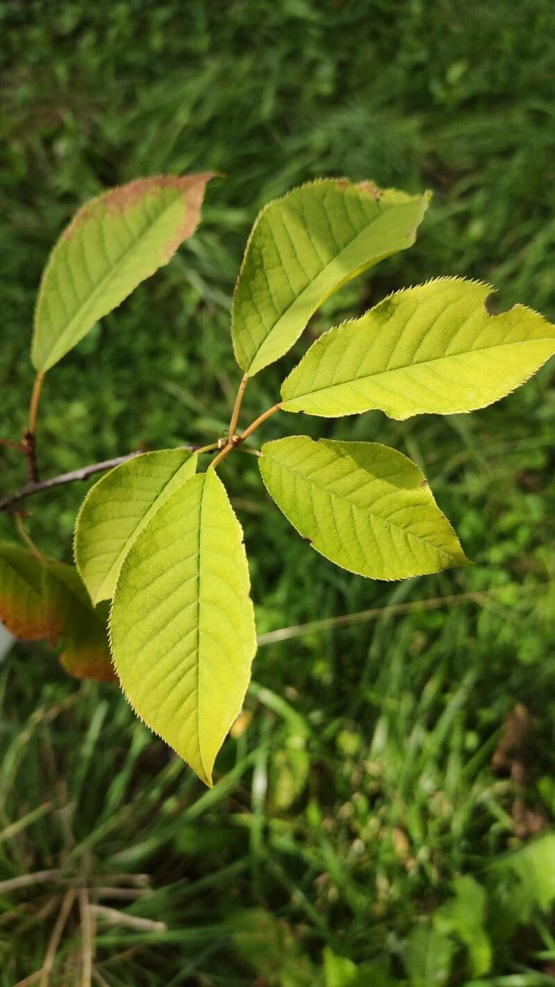 Prunus ssiori — houseplant care guide