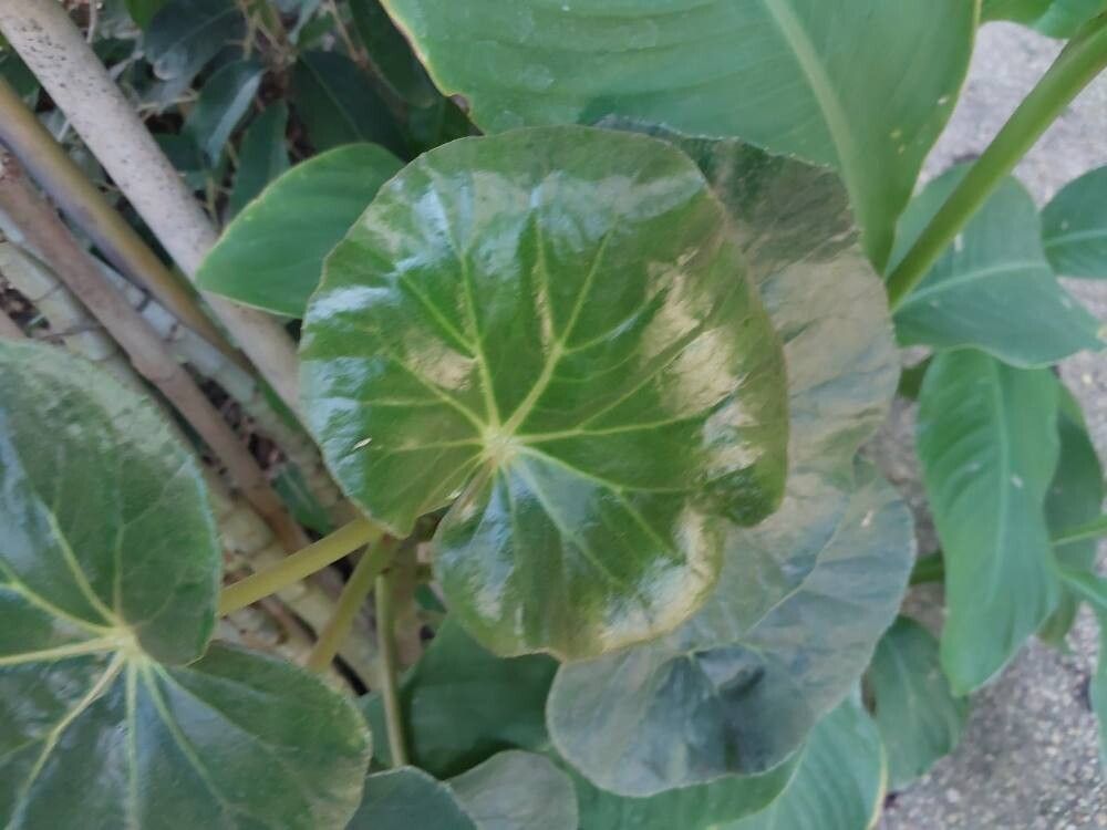 Begonia obdeltata leaf