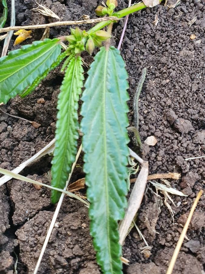 Corchorus trilocularis — soil improver houseplant