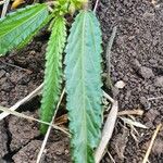 Corchorus trilocularis