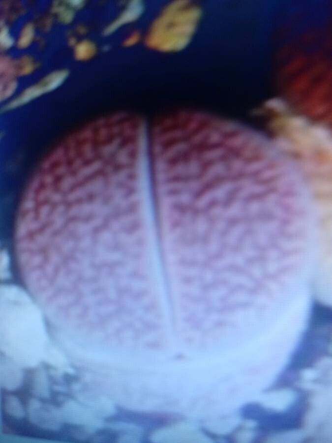 Lithops coleorum — related species from the same genus