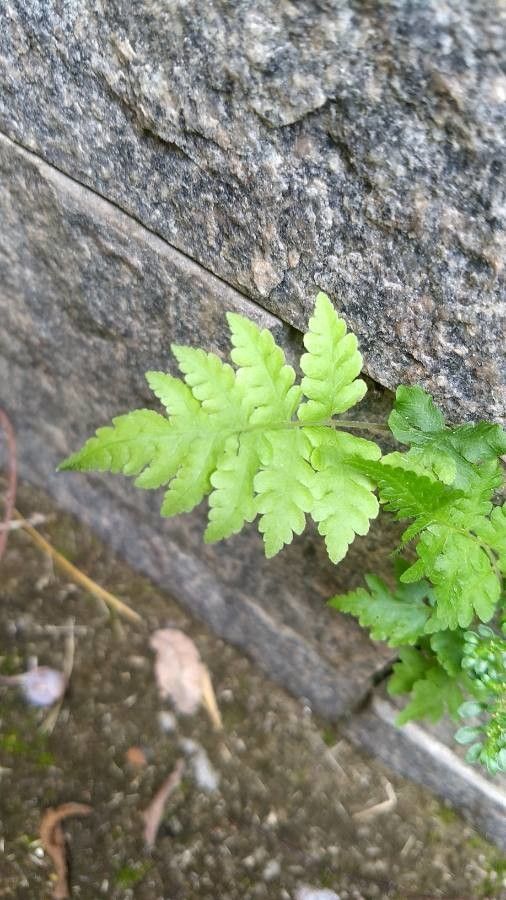 Cystopteris tennesseensis leaf