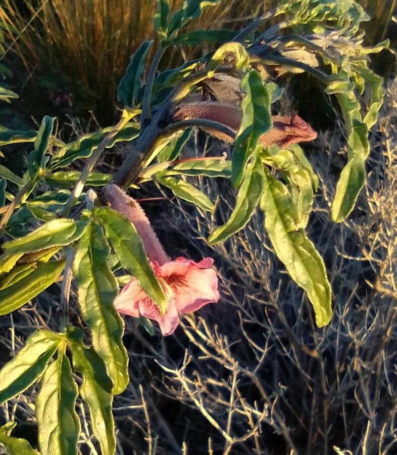 Sesamum alatum flower