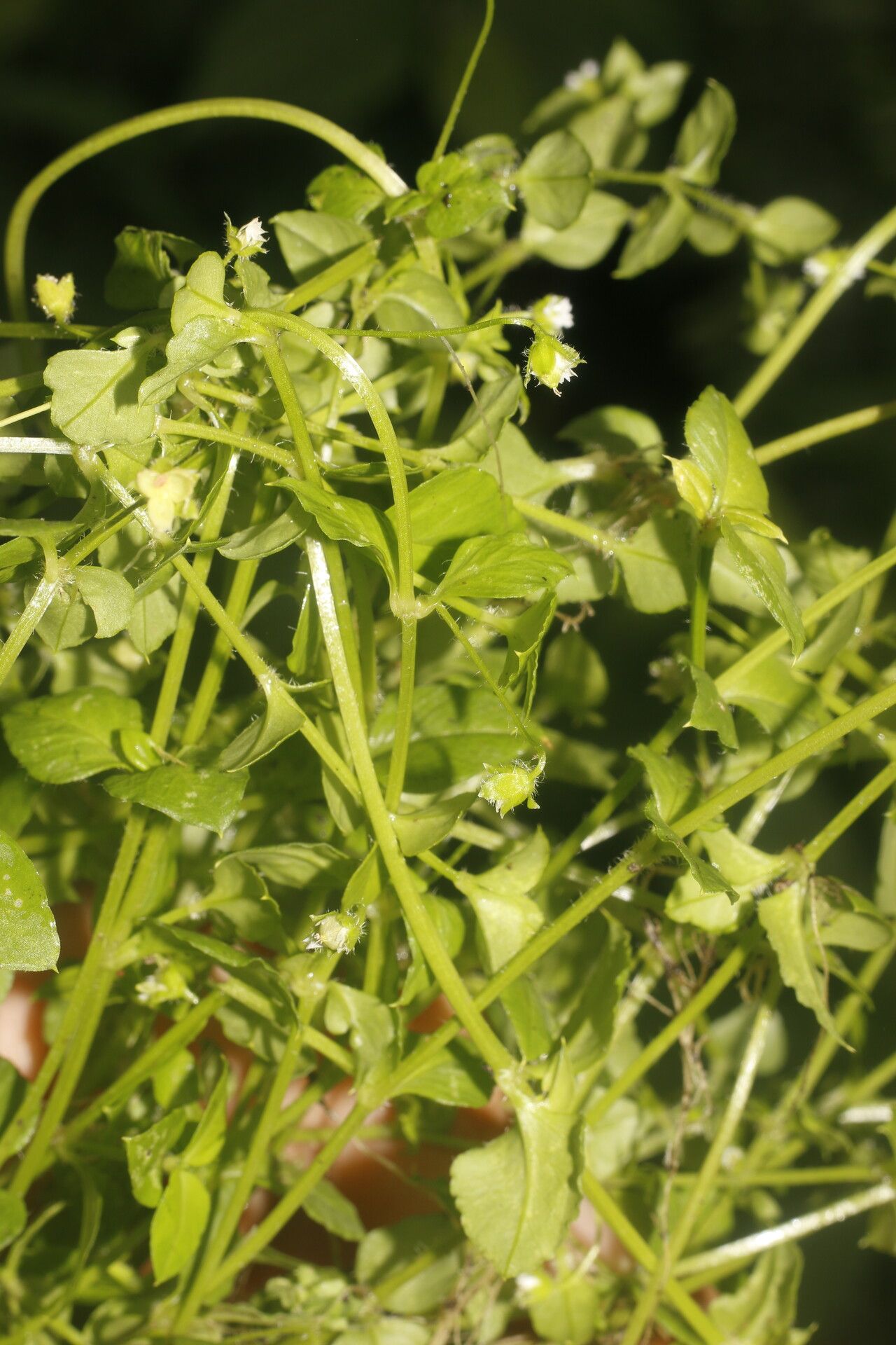 Stellaria ovata habit