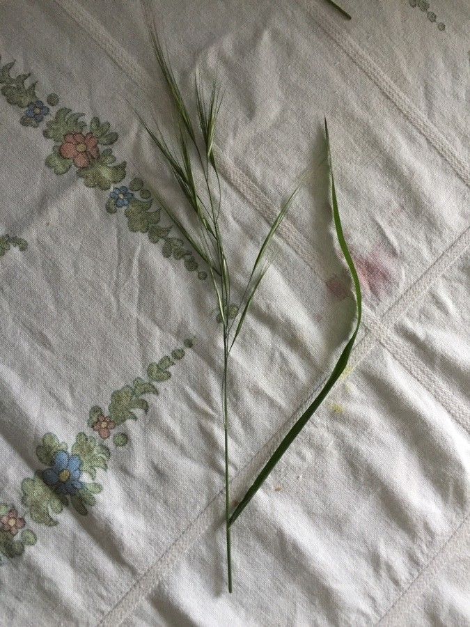 Bromus benekenii — related species from the same genus