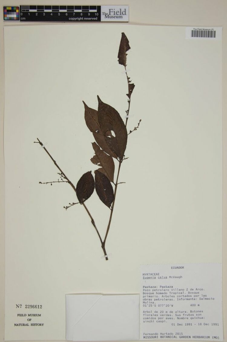 Eugenia calva — houseplant care guide