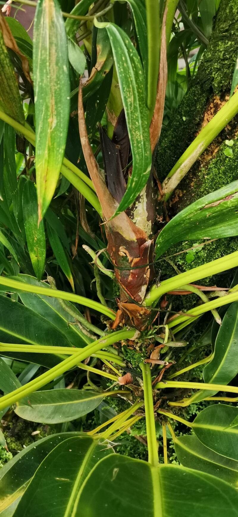 Anthurium willdenowii bark