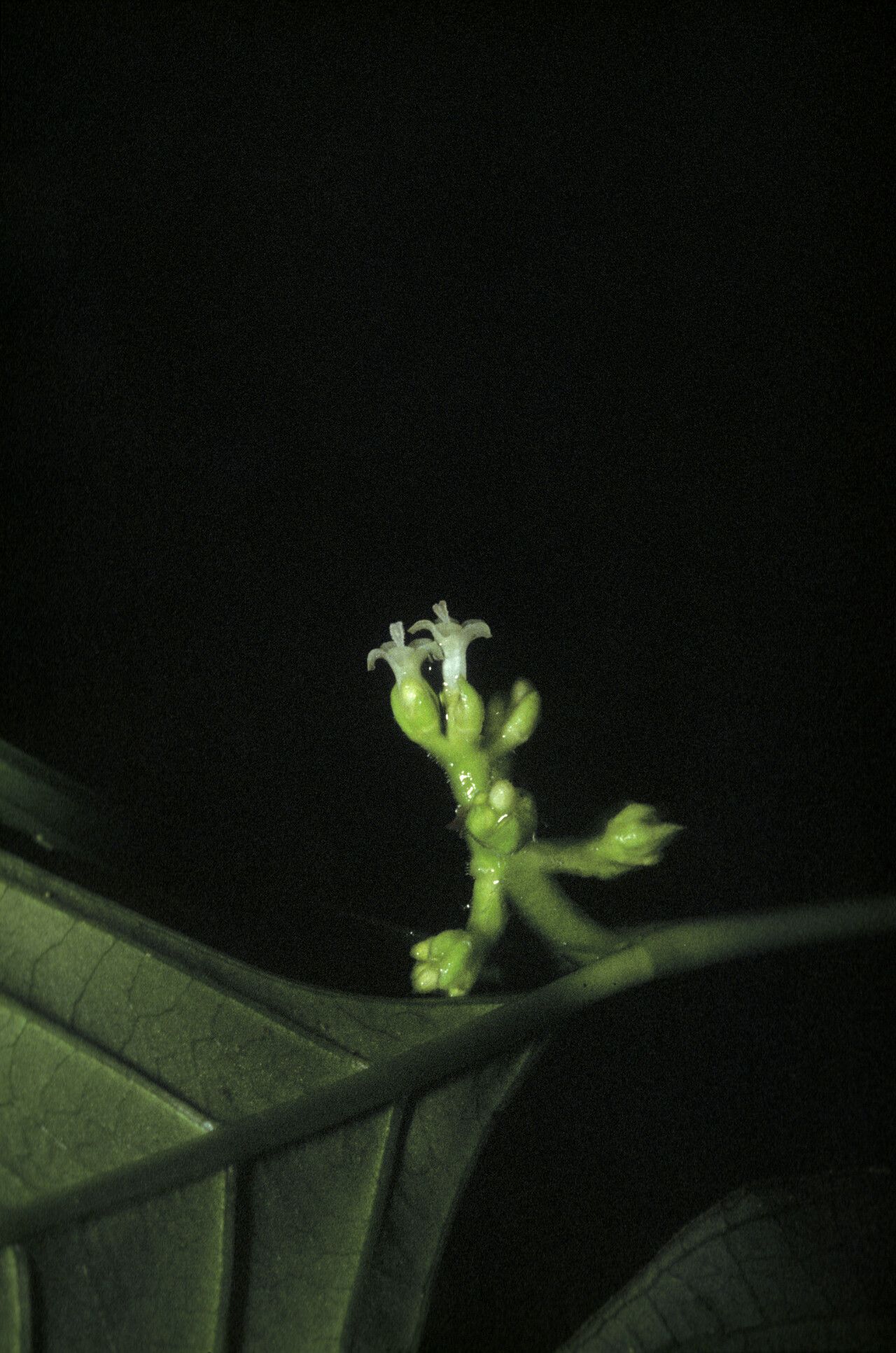 Palicourea gracilenta — houseplant care guide