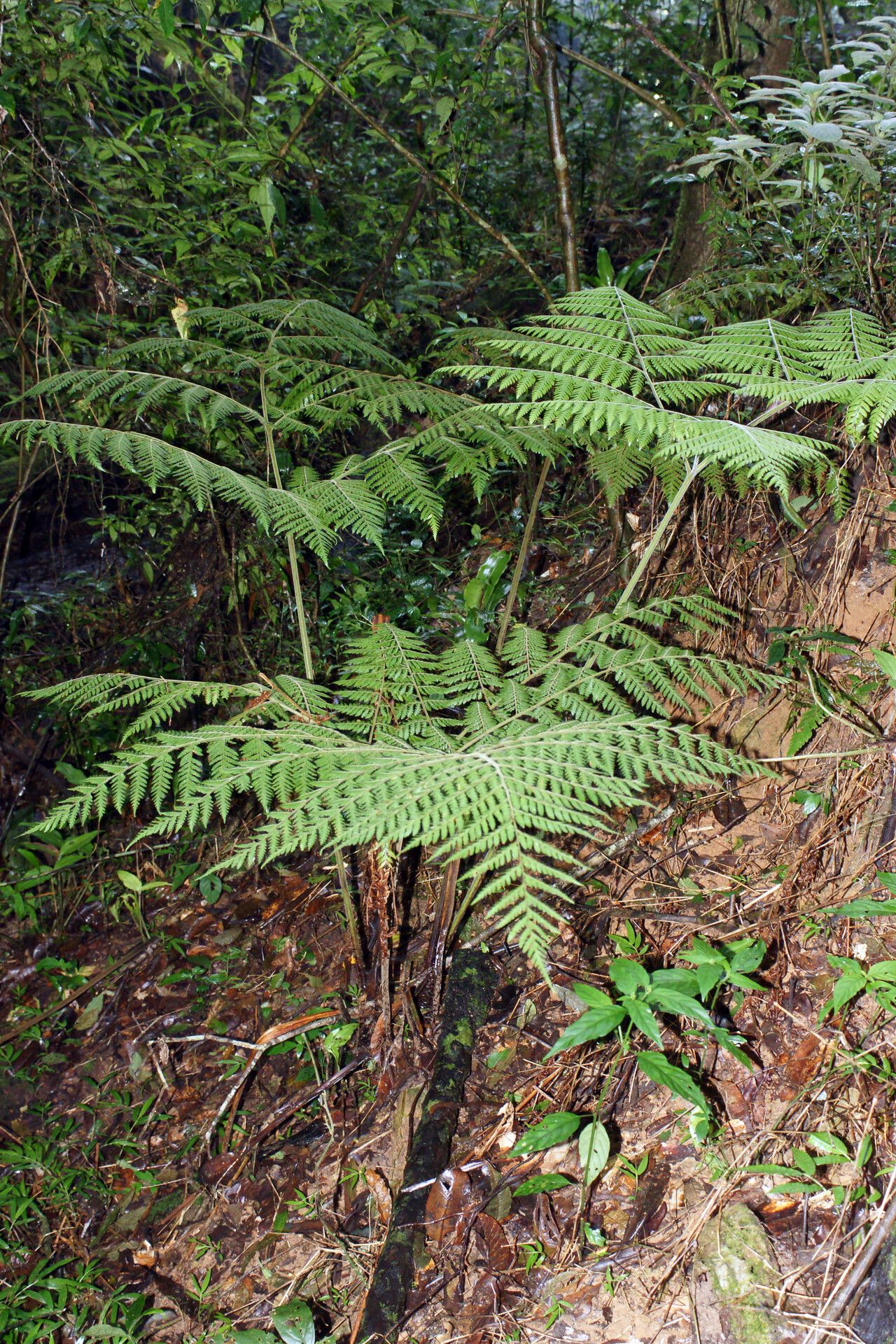 Parapolystichum boivinii — related species from the same genus