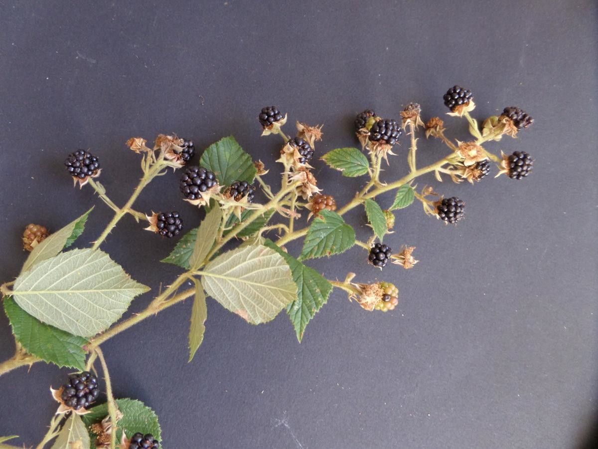 Rubus koehleri flower