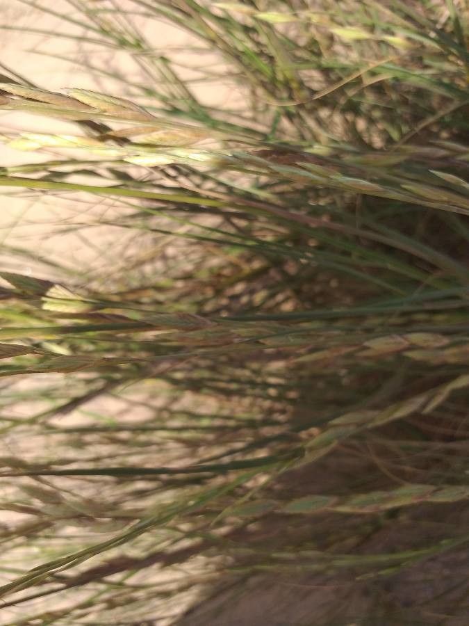 Halopyrum mucronatum flower