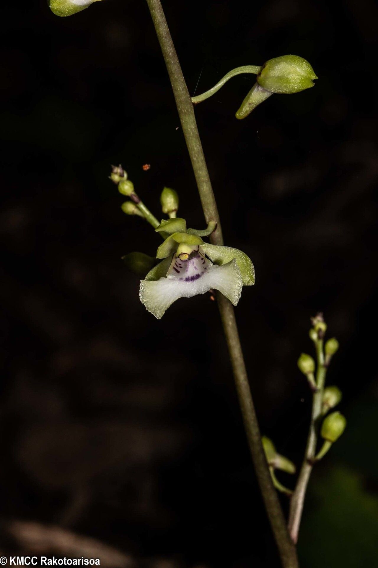 Eulophia analamerensis flower