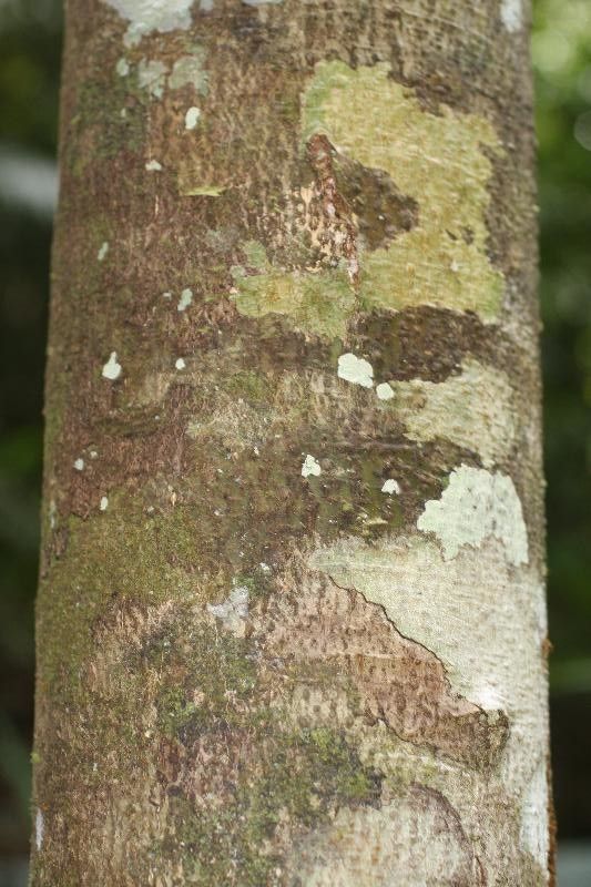 Licania kunthiana — houseplant care guide