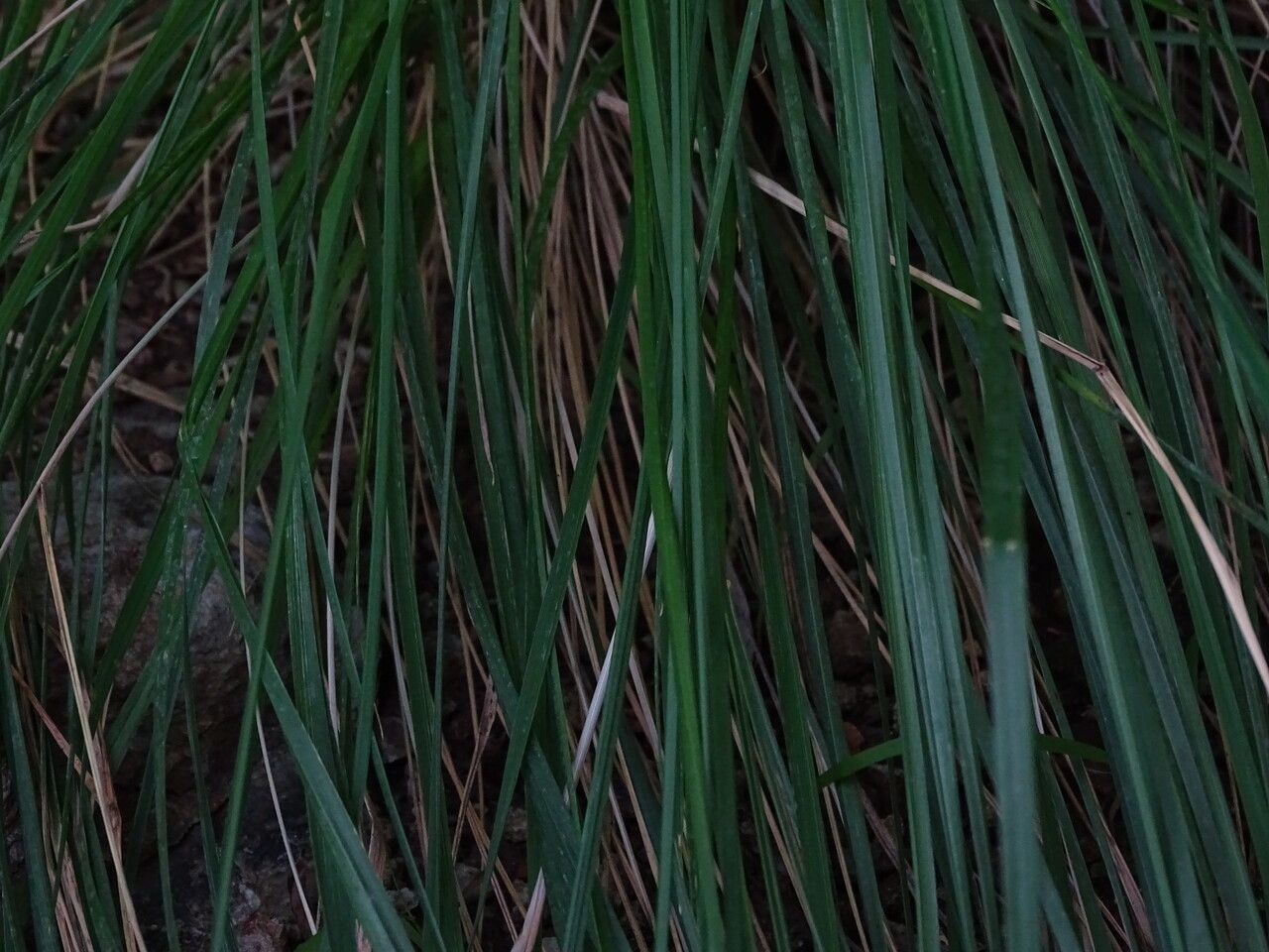 Muhlenbergia flexuosa — houseplant care guide