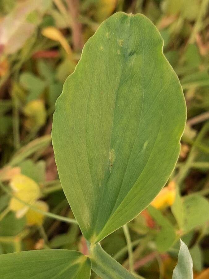 Lathyrus tingitanus leaf