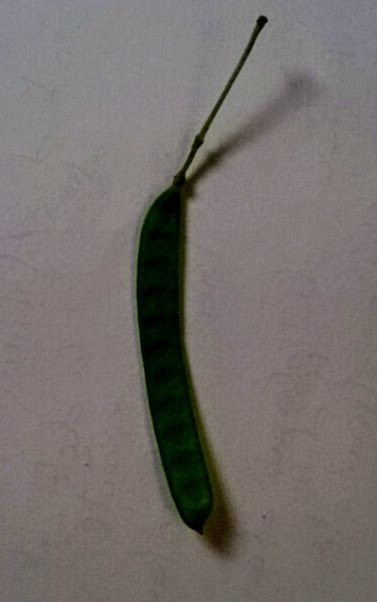 Chamaecrista glandulosa fruit