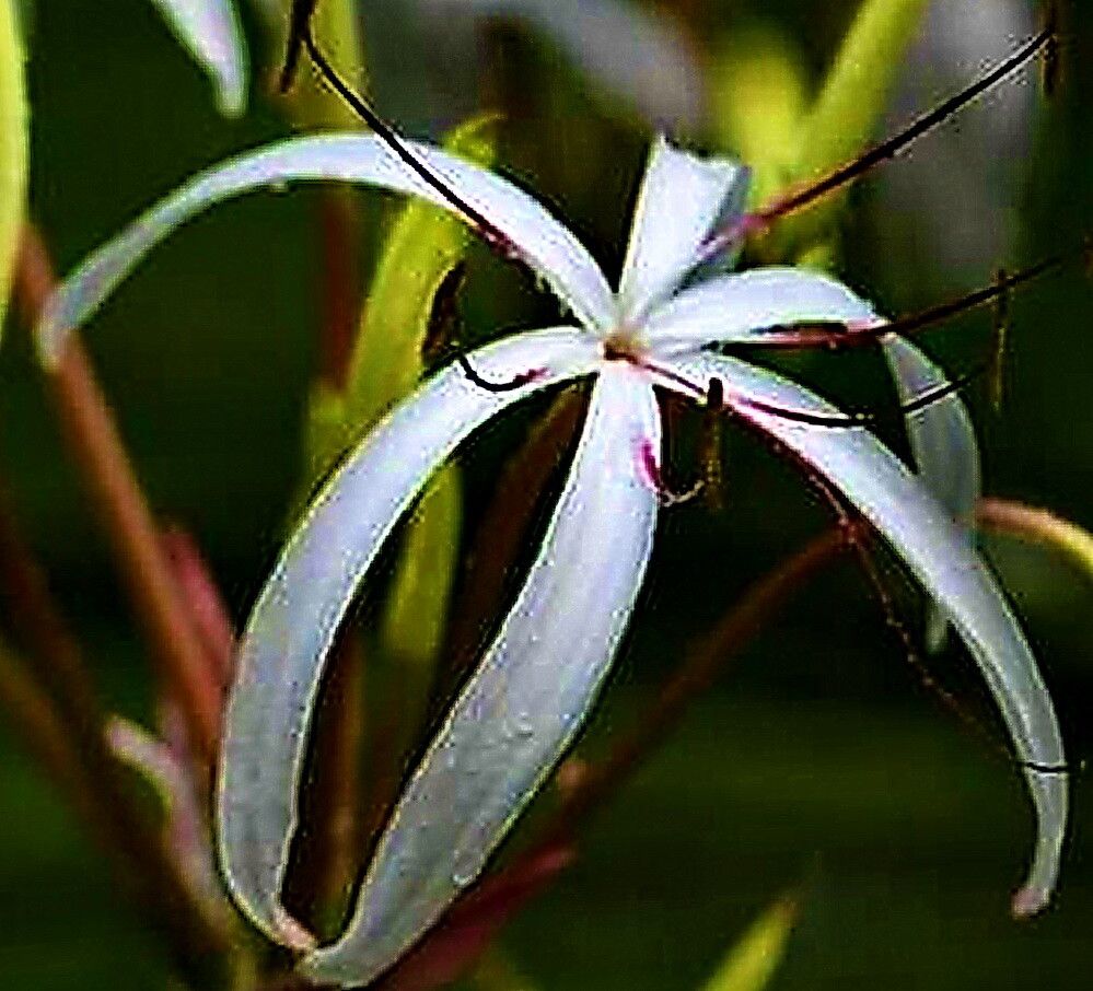 Crinum thaianum — search result for 'Crinum'