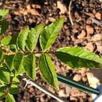 Zanthoxylum americanum