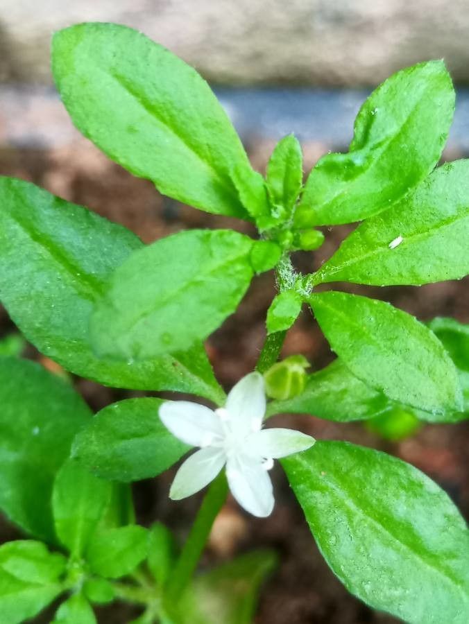 Glinus oppositifolius flower