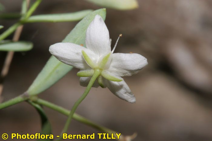 Moehringia lebrunii — related species from the same genus